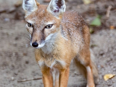 Corsac fox - De Zonnegloed - Animal park - Animal refuge centre 